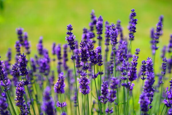 lavender-g98bdf43bd_1920